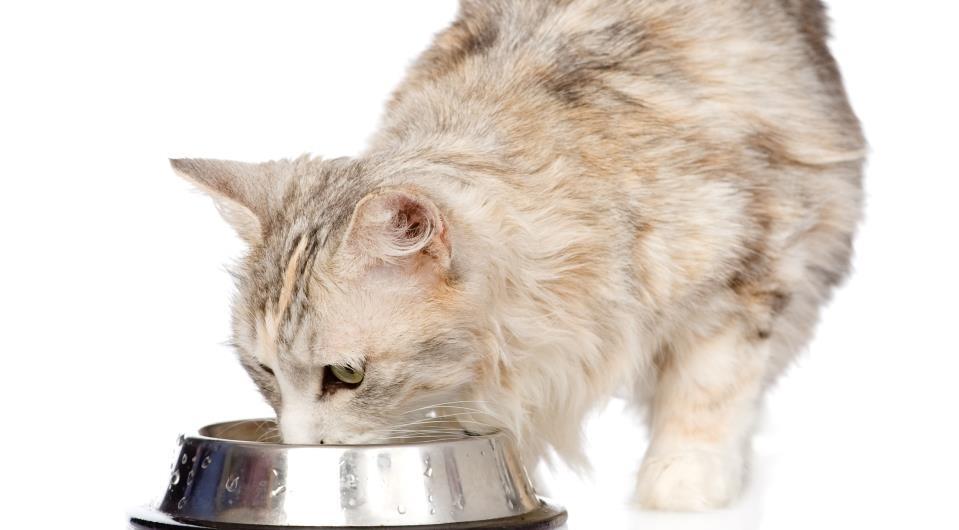 Kat dricker vatten