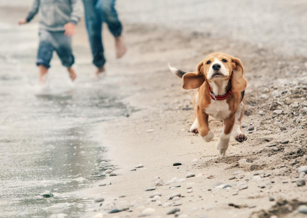 En hund springer på stranden