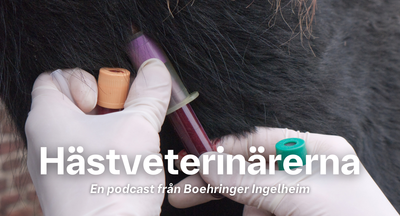 Hästveterinärerna