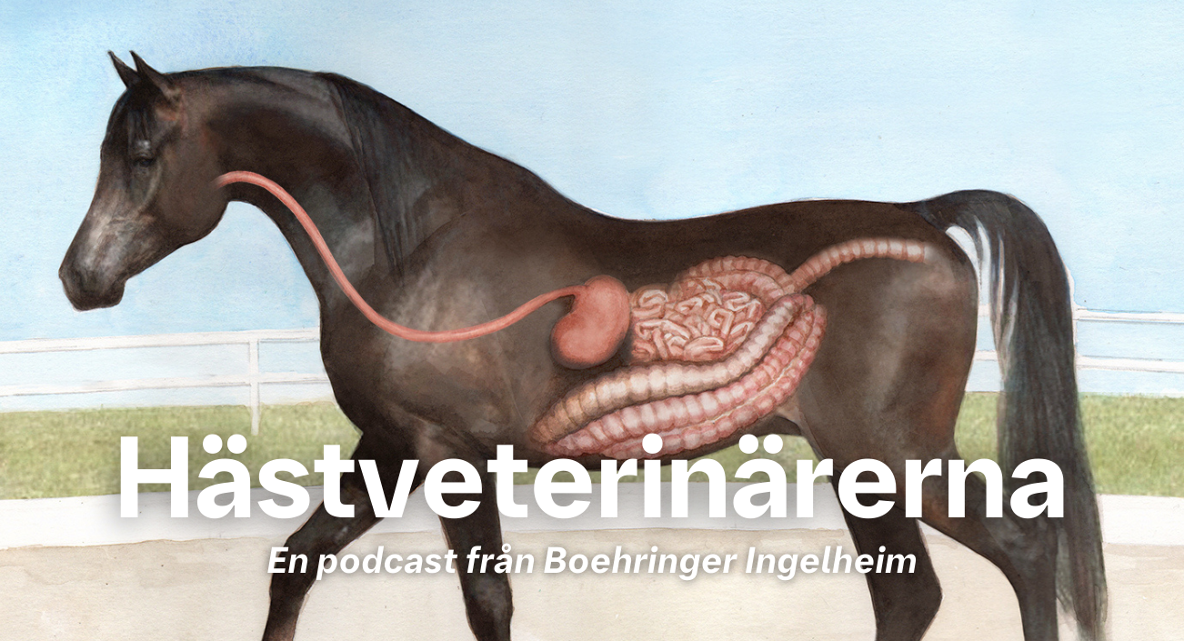 Hästveterinärerna