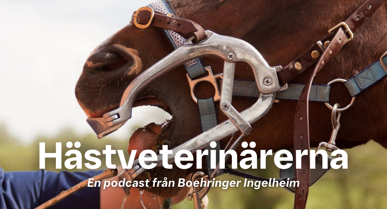 Hästveterinärerna