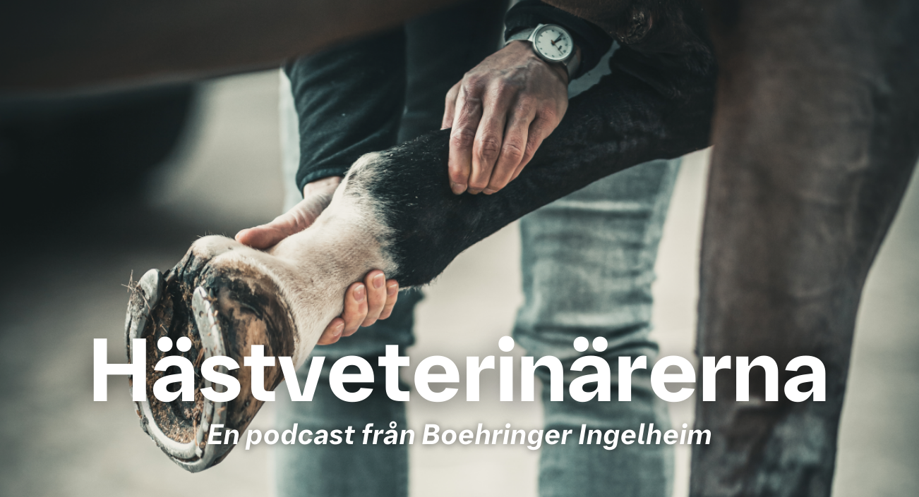 Hästveterinärerna