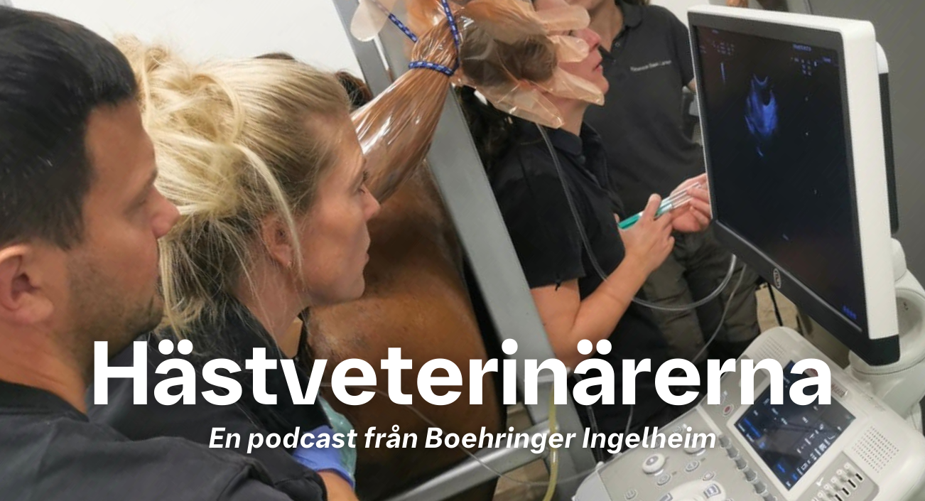 Hästveterinärerna