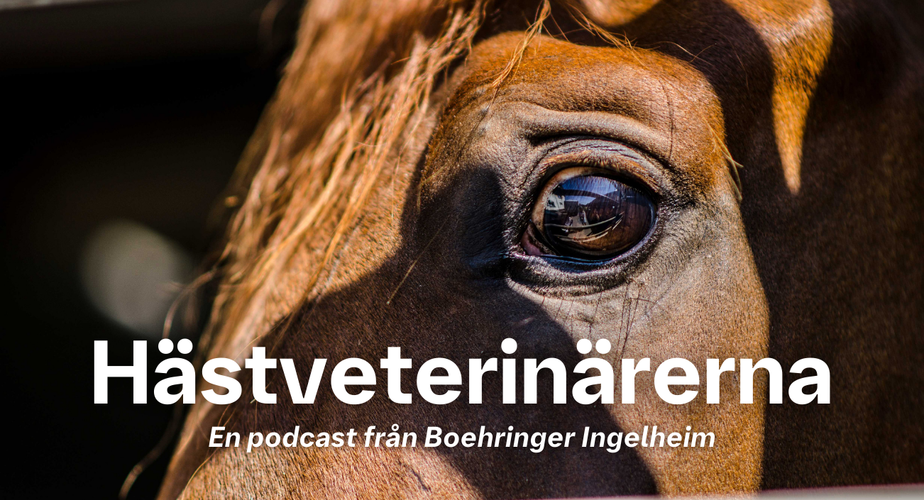 Hästveterinärerna