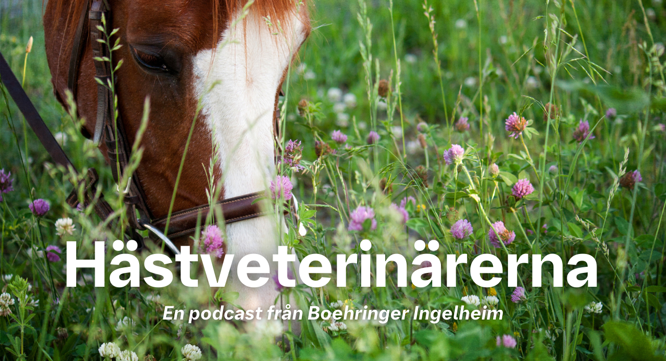 Hästveterinärerna