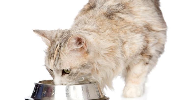 Kat dricker vatten