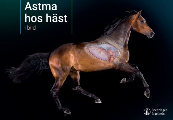 Astma hos häst i bilder