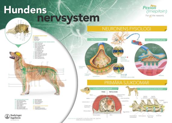 Hundens nervesystem