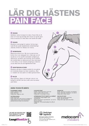 Lär dig hästens Pain Face