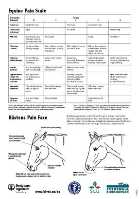 Equine Pain Scale Svensk